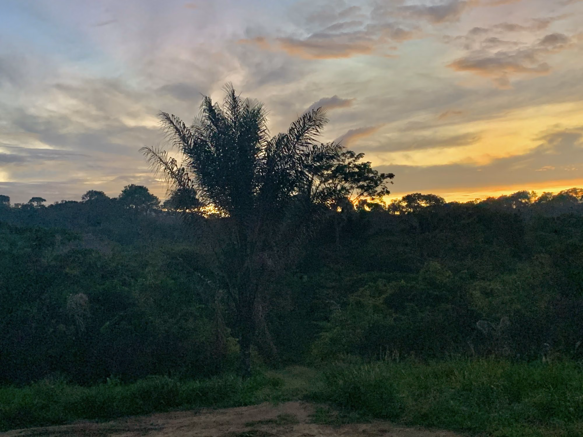 Forest interior in the Surinamese hinterland