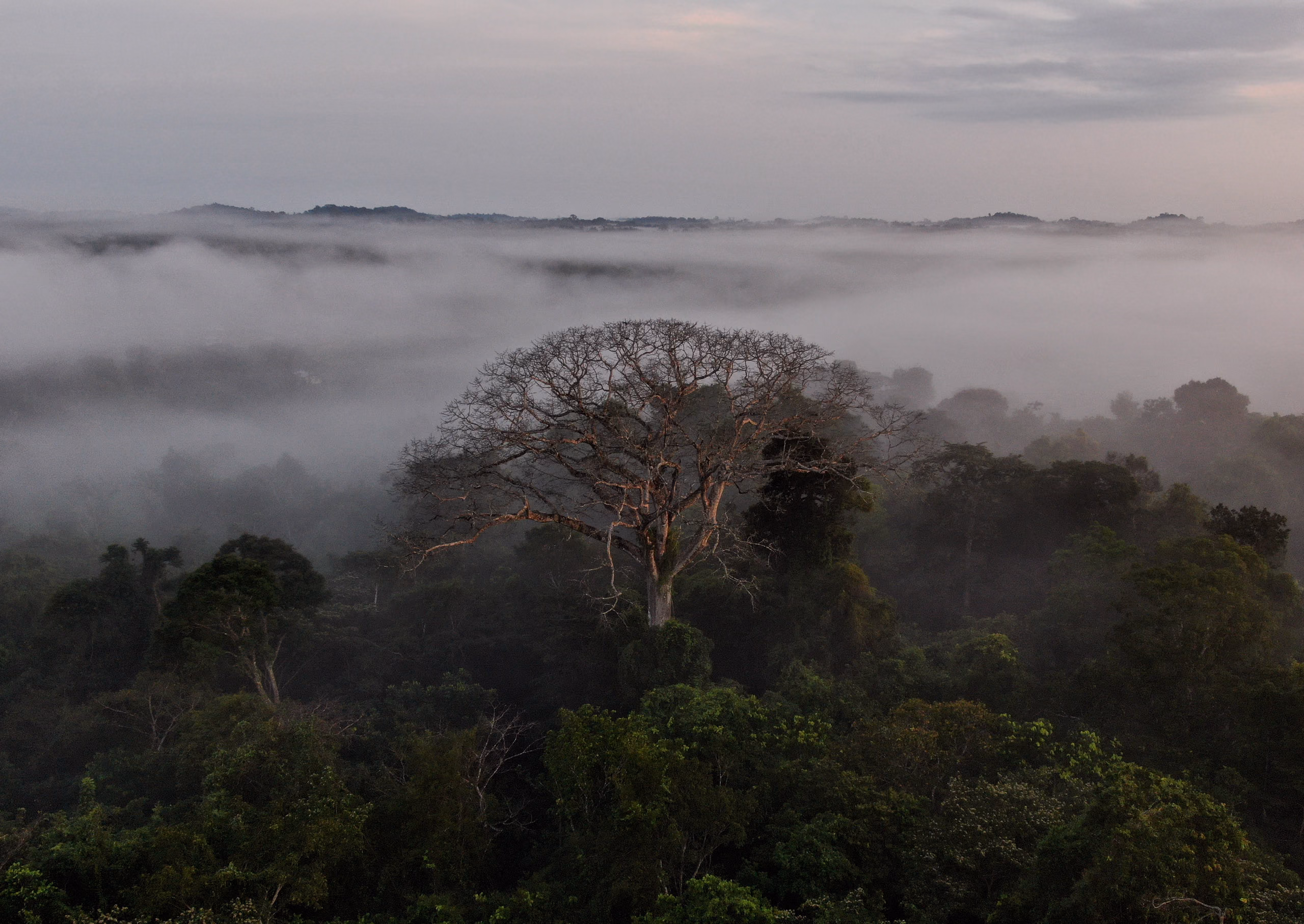 Rainforest canopy in the interior of Suriname, seen from above, with a kankantri tree breaking through the treeline