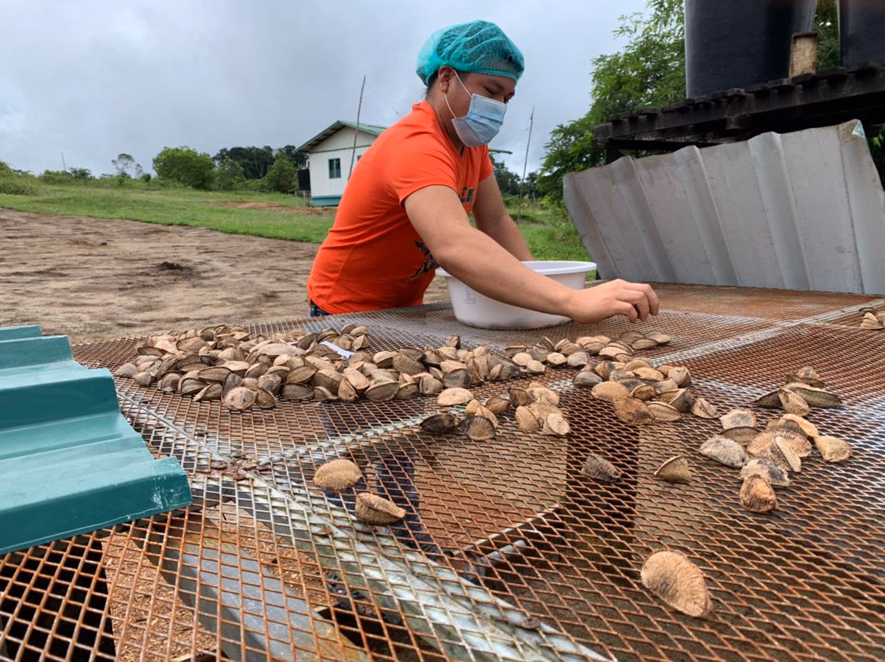 Brazil nuts drying on a rack